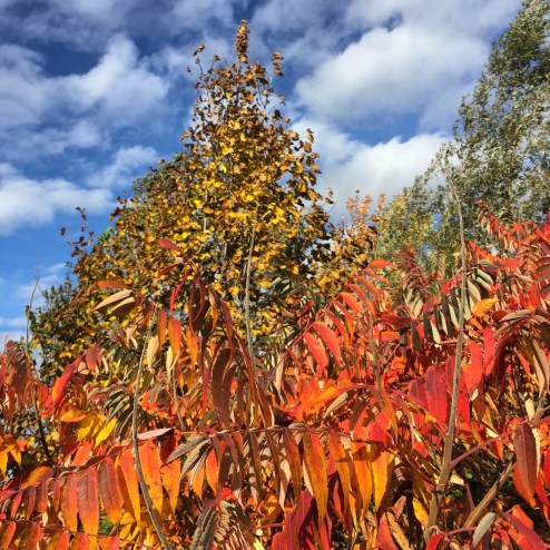 GamiingNatureCentreFALLCOLOURS